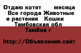 Отдаю котят. 1,5 месяца - Все города Животные и растения » Кошки   . Тамбовская обл.,Тамбов г.